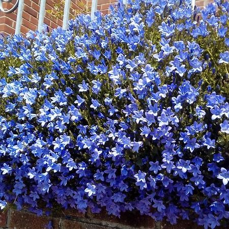 Lavender House Hotel Bridgend  Bagian luar foto